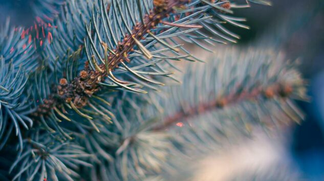 Le match : sapin naturel ou artificiel ? Lequel choisir cette année ?